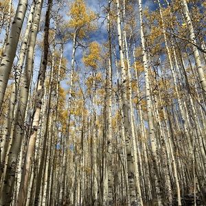 Meet your Posher, Zane